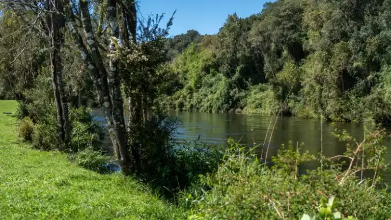 Orilla verde y accesible del Río Maullín con vegetación nativa, ideal para caminatas y disfrute familiar en las áreas comunes del proyecto.